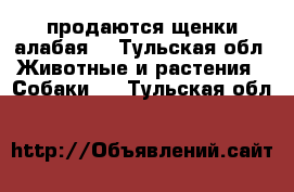 продаются щенки алабая  - Тульская обл. Животные и растения » Собаки   . Тульская обл.